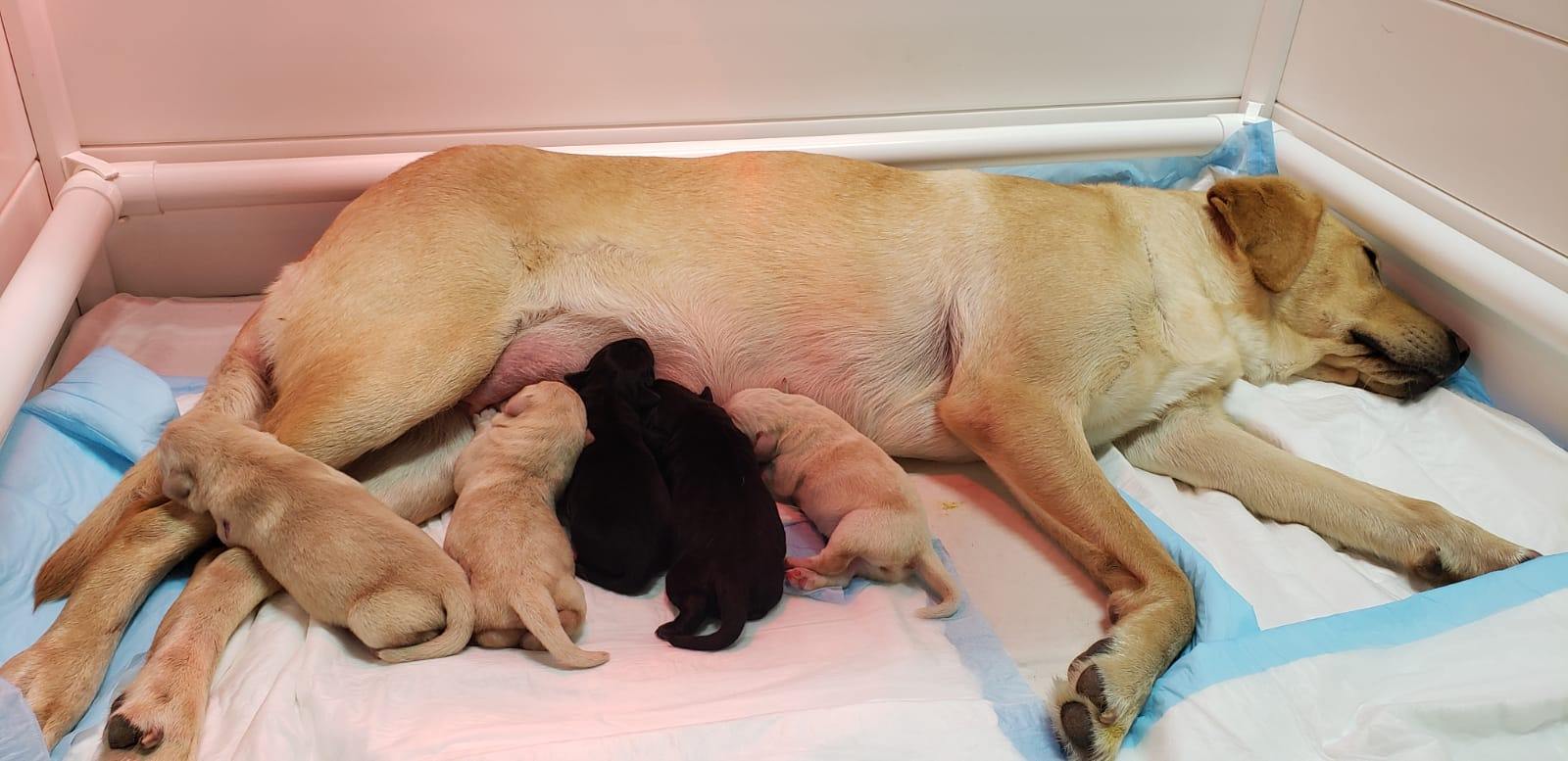 A yellow Labrador stretched out inside a whelping pen feeding her 5 newborn puppies.