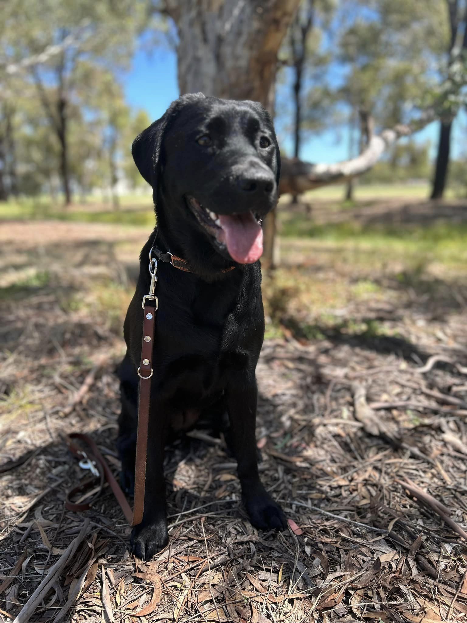 A black labrador sitting up in a bush setting, "smiling" for the camera.