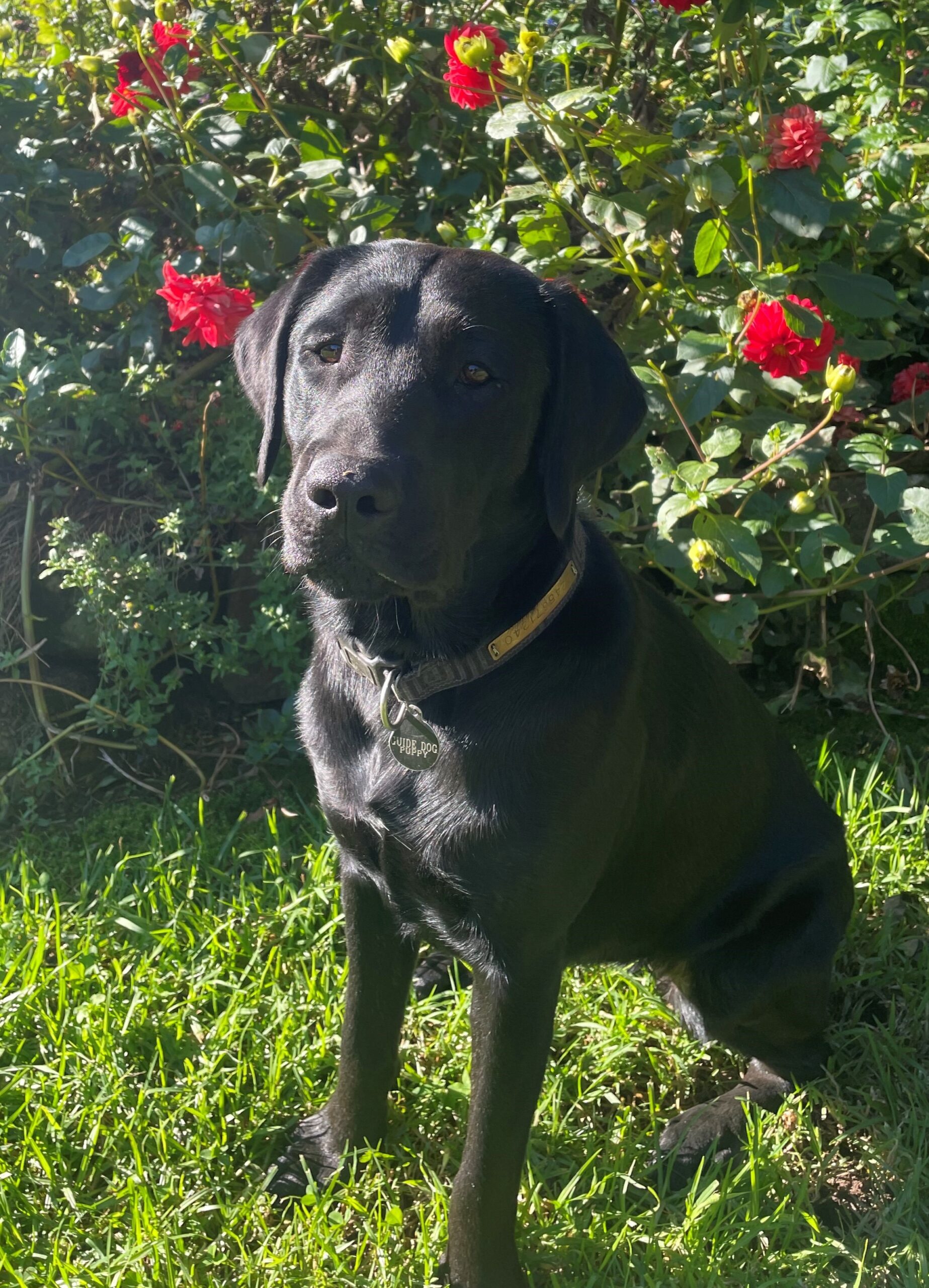 A black labrador sitting up on the grass in a garden.