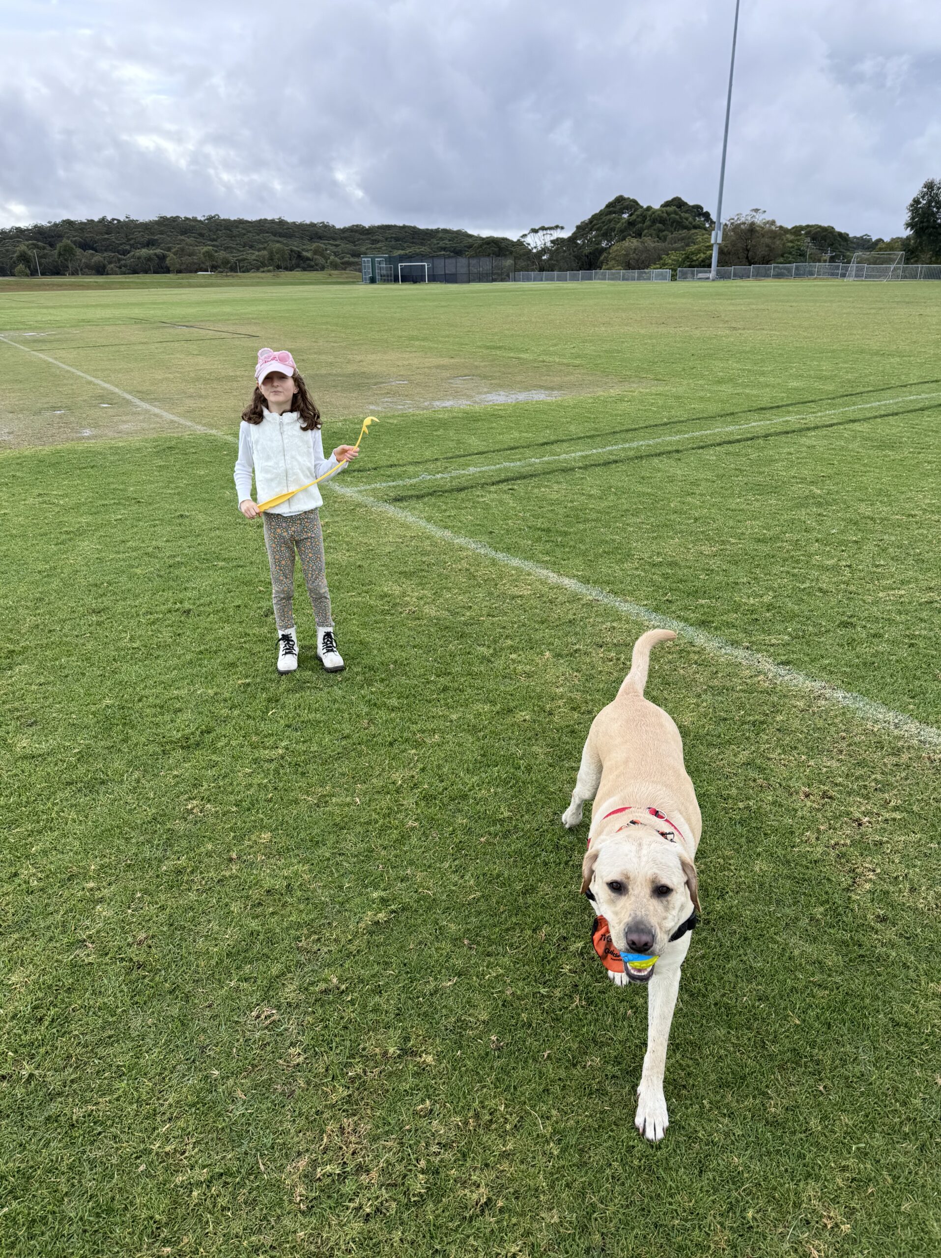 A young girl and a yellow Labrador playing games at a park.