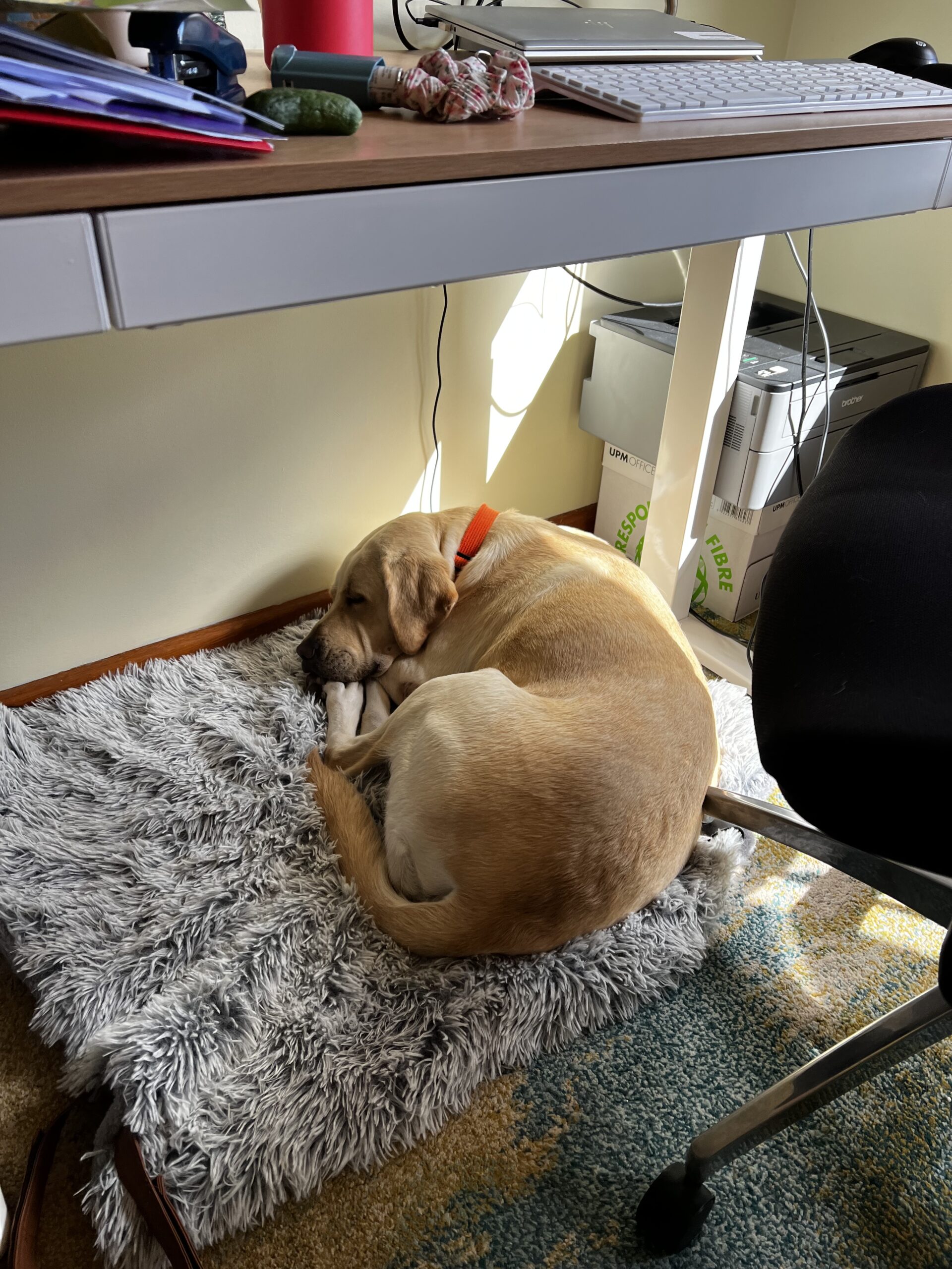 A yellow Labrador curled up on a fluffy bed under a desk.