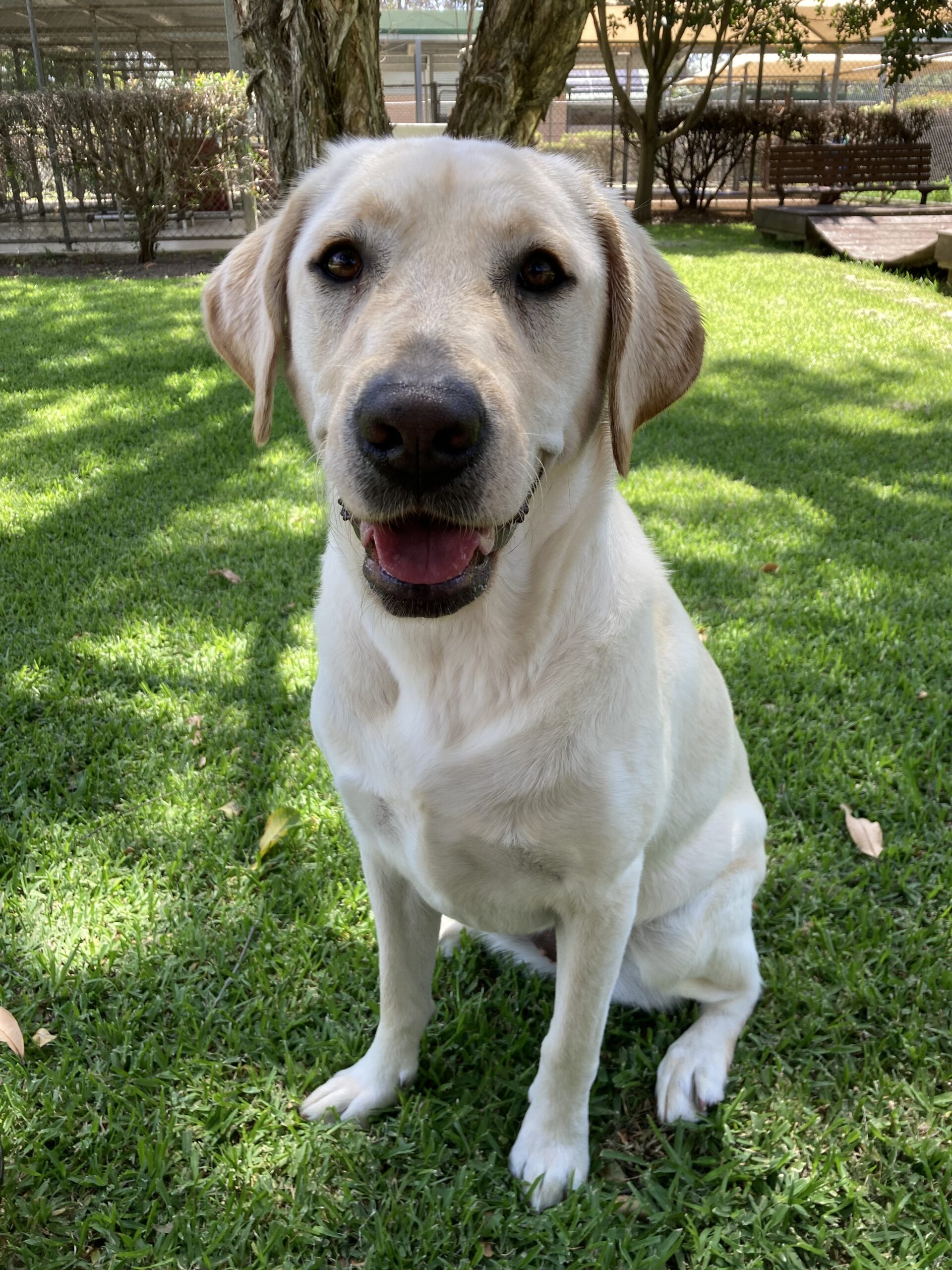 A black Labrador sitting up on a wooden floor looking up at the camera.