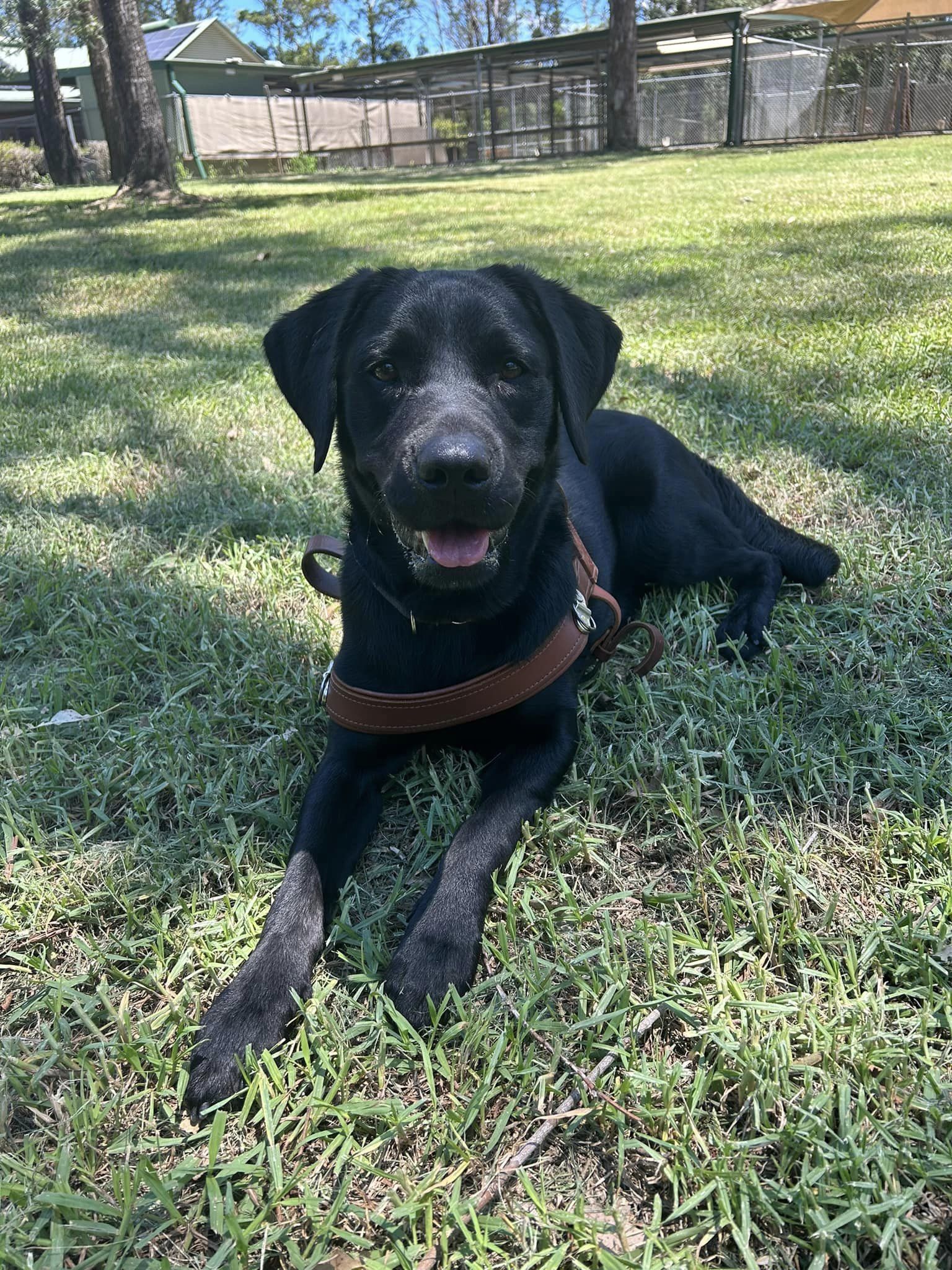 A close up of a black Labrador lying on grass, looking actross to its left.